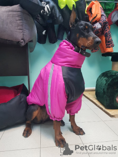 Фото №1. Зимняя попона для добермана в Тюмени. Цена 3600₽. Объявление №8462