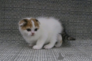 Фото №2 к объявлению №161746 о продаже  - купить в Бельгии 