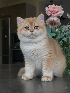 Фото №1. шиншилла кошка - купить в Гамбург за договорная. Объявление №159473