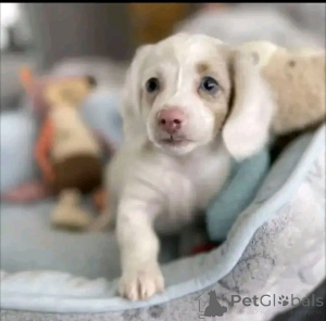 Фото №3. Имеющиеся на продажу щенки таксы, обращайтесь в WhatsApp Business 447450021323.  Финляндия