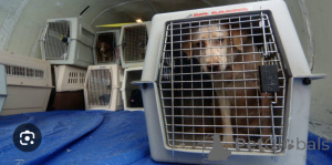 Фото №1 Услуги по доставке и перевозке котов и собак Минске. Объявление №139200