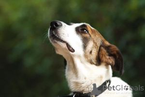 Фото №4. Продажа беспородную в Химках из приюта - цена Бесплатно