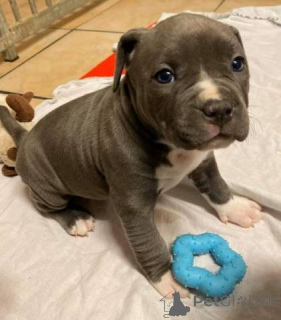 Фото №1. американский питбультерьер - купить в Zürich за договорная. Объявление №143062