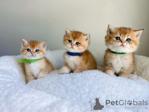 Фото №1.  - купить в Пиатра Ним за договорная. Объявление №161747