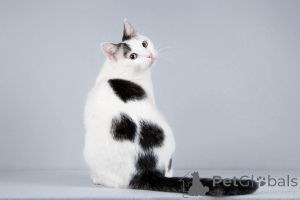 Фото №4. Продам  в Химках из питомника - цена Бесплатно