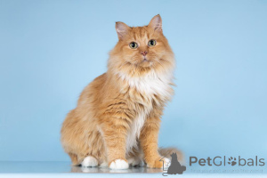 Фото №2 к объявлению №161752 о продаже  - купить в России из приюта