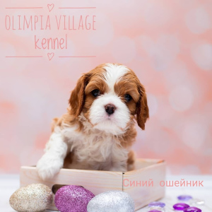 Фото №1. кавалер-кинг-чарльз-спаниель - купить в Москве за 85000руб. Объявление №1813