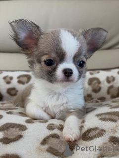 Фото №1. чихуахуа - купить в Влаардинген за договорная. Объявление №165216