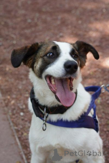 Фото №3. Познакомьтесь с невероятно спокойным и умным Арни!.  Россия