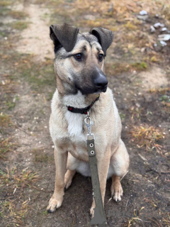 Фото №1. беспородная - купить в Москве реке за Бесплатно. Объявление №161044