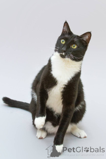 Фото №4. Продам  в Химках из приюта - цена Бесплатно