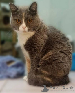 Фото №2 к объявлению №161961 о продаже  - купить в России из приюта