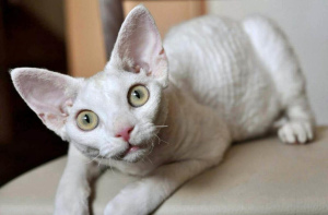 Девон-рекс (Devon Rex)