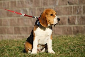 Аллергия на корм у кошек и собак