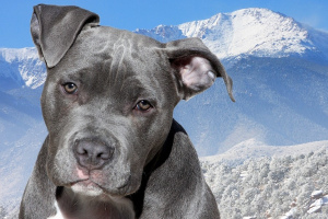 Американский стаффордширский терьер (American Staffordshire Terrier)