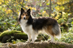 Шелти (Shetland Sheepdog)
