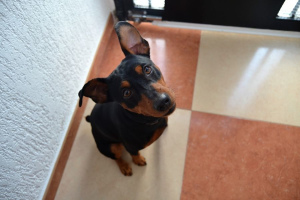 Немецкий пинчер (German Pinscher)