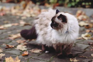 Священная бирма (Birman Cat)