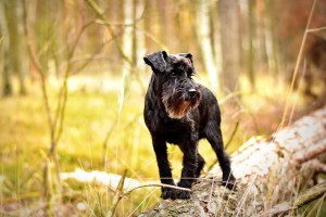 Цвергшнауцер (Miniature Schnauzer)