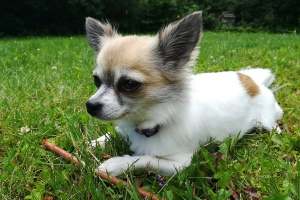 Чихуахуа (Chihuahua)