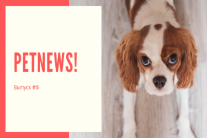 PetNews! Новости о животных | #5