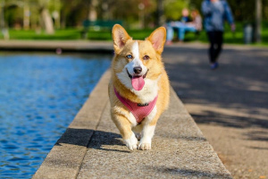 Вельш-корги-пемброк (Welsh Corgi Pembroke)