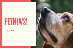 PetNews! Новости о животных | #4
