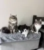 Фото №3. В наличии красивые и крепкие котята. в Германии