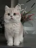 Фото №2 к объявлению №160614 о продаже шиншилла кошка - купить в Германии частное объявление