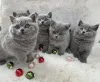 Фото №1. британская короткошёрстная - купить в Мюнхене за договорная. Объявление №170853