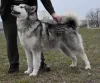 Дополнительные фото: Щенки аляскинского маламута