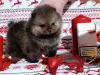 Дополнительные фото: Померанский шпиц, щенки девочки
