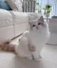 Фото №1. рэгдолл - купить в Ниже за 45456₽. Объявление №164544