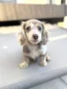 Фото №3. Deze prachtige teckelpuppy's.  Нидерланды