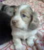Фото №4. Продажа таксу в Эйндховен заводчик - цена договорная