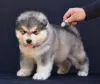 Дополнительные фото: Щенки аляскинского маламута