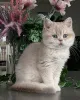 Фото №3. Котята Шиншиллы идеальное сочетание красоты и доброго темперамента.. Германия