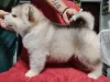 Дополнительные фото: Щенки аляскинского маламута