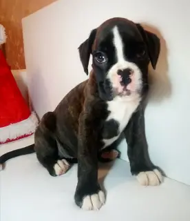 Фото №1. немецкий боксёр - купить в Минске за 24913руб. Объявление №2413