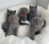 Фото №2 к объявлению №170848 о продаже шотландская вислоухая (скоттиш фолд) - купить в Германии 