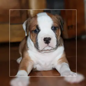 Фото №2 к объявлению №1100 о продаже американского питбультерьера - купить в Беларуси 