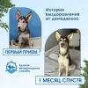 Фото №1 Услуга ветеринара в Пензе. Цена договорная. Объявление №173718