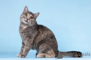 Фото №1.  - купить в Химках за Бесплатно. Объявление №164500