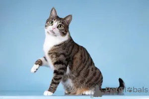 Дополнительные фото: Кошечка Бонни ищет доброе сердце.