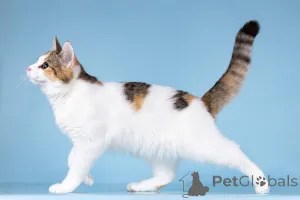 Дополнительные фото: Для котёнка-подростка Ники ищем самые добрые руки.