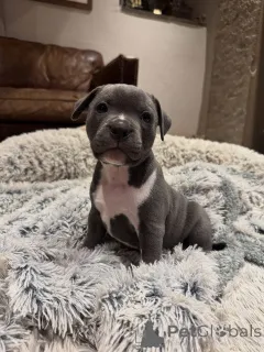 Фото №1. стаффордширский бультерьер - купить в Бордо за договорная. Объявление №163886