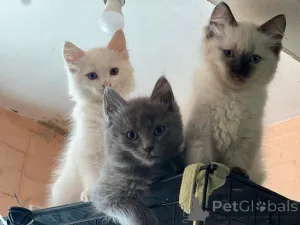 Фото №1. мейн-кун - купить в Франкфурт-на-Майне за 27830₽. Объявление №153872