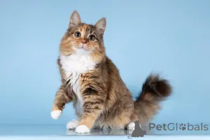 Дополнительные фото: Для котёнка-подростка Фионы ищем самые добрые руки.