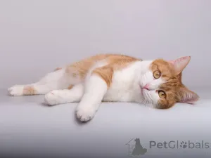 Фото №4. Продам  в Химках из приюта - цена Бесплатно