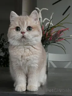 Фото №2 к объявлению №160614 о продаже шиншилла кошка - купить в Германии частное объявление